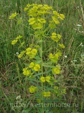 Желтушник Левкойный (Erysimum Cheiranthoides L.)